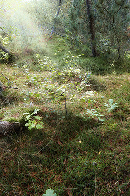 Buy stock photo Sunbeams in a green forest early autumn. A wilderness landscape of various green vegetation with bushes and shrubs growing in nature or in a secluded uncultivated environment on a beautiful sunny day