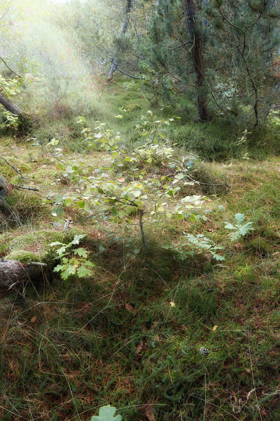 Buy stock photo Sunbeams in a green forest early autumn. A wilderness landscape of various green vegetation with bushes and shrubs growing in nature or in a secluded uncultivated environment on a beautiful sunny day