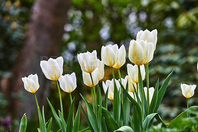 Buy stock photo Closeup of beautiful white Tulips growing in a forest in a sunny area. Zoom in on petals of a fresh bunch of flowers, at harmony with nature in a soothing, calm garden. Peace of a quiet, zen woods 