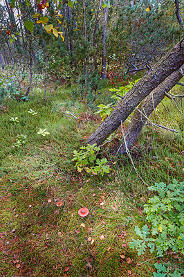 Buy stock photo Damaged trees in a beautiful lush green forest on a summer day. Bright and vibrant natural plants outdoors in nature on a peaceful afternoon. Beautiful and scenic view of the woods