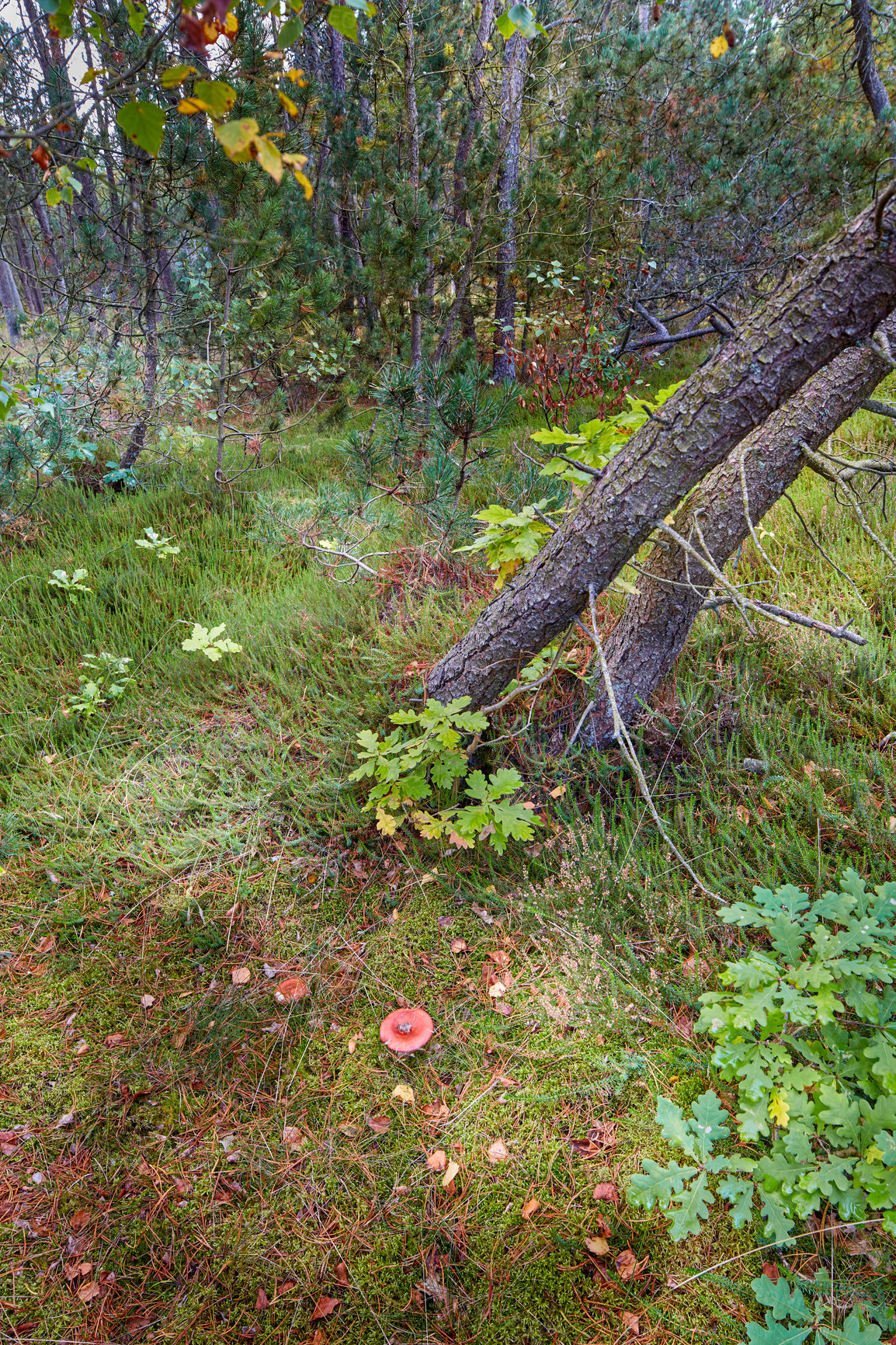 Buy stock photo Damaged trees in a beautiful lush green forest on a summer day. Bright and vibrant natural plants outdoors in nature on a peaceful afternoon. Beautiful and scenic view of the woods