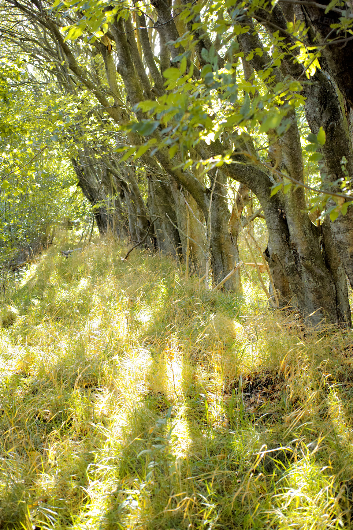 Buy stock photo Hardwood forest uncultivated - Denmark