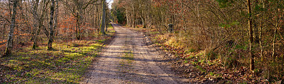 Buy stock photo Dirt road in autumn forest. Wide angle of vibrant green grass and orange leaves growing on trees in a rural landscape in fall. Endless country path leading in peaceful and quiet nature background