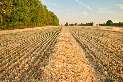 Buy stock photo Closeup of a field of ripe wheat ready for harvest with a sky background and copyspace. Scenic farm land at sunset with copy space and lots of growth on a cornfield, rye or barley on rural land 