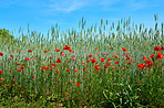 Wheat fields with poppies in early summer