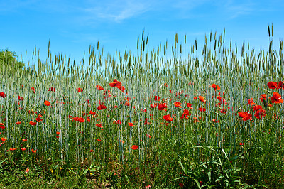 Buy stock photo Nature, wheat and flowers in park outdoor for sustainable, eco friendly or colorful landscape. Spring, field and bunch of red poppy floral plants bloom in environment by countryside for botany.