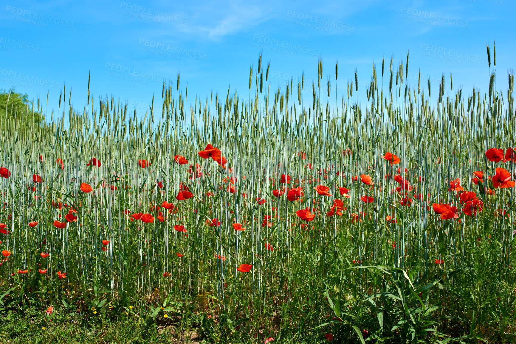 Buy stock photo Nature, wheat and flowers in park outdoor for sustainable, eco friendly or colorful landscape. Spring, field and bunch of red poppy floral plants bloom in environment by countryside for botany.