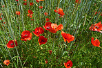 Wheat fields with poppies in early summer