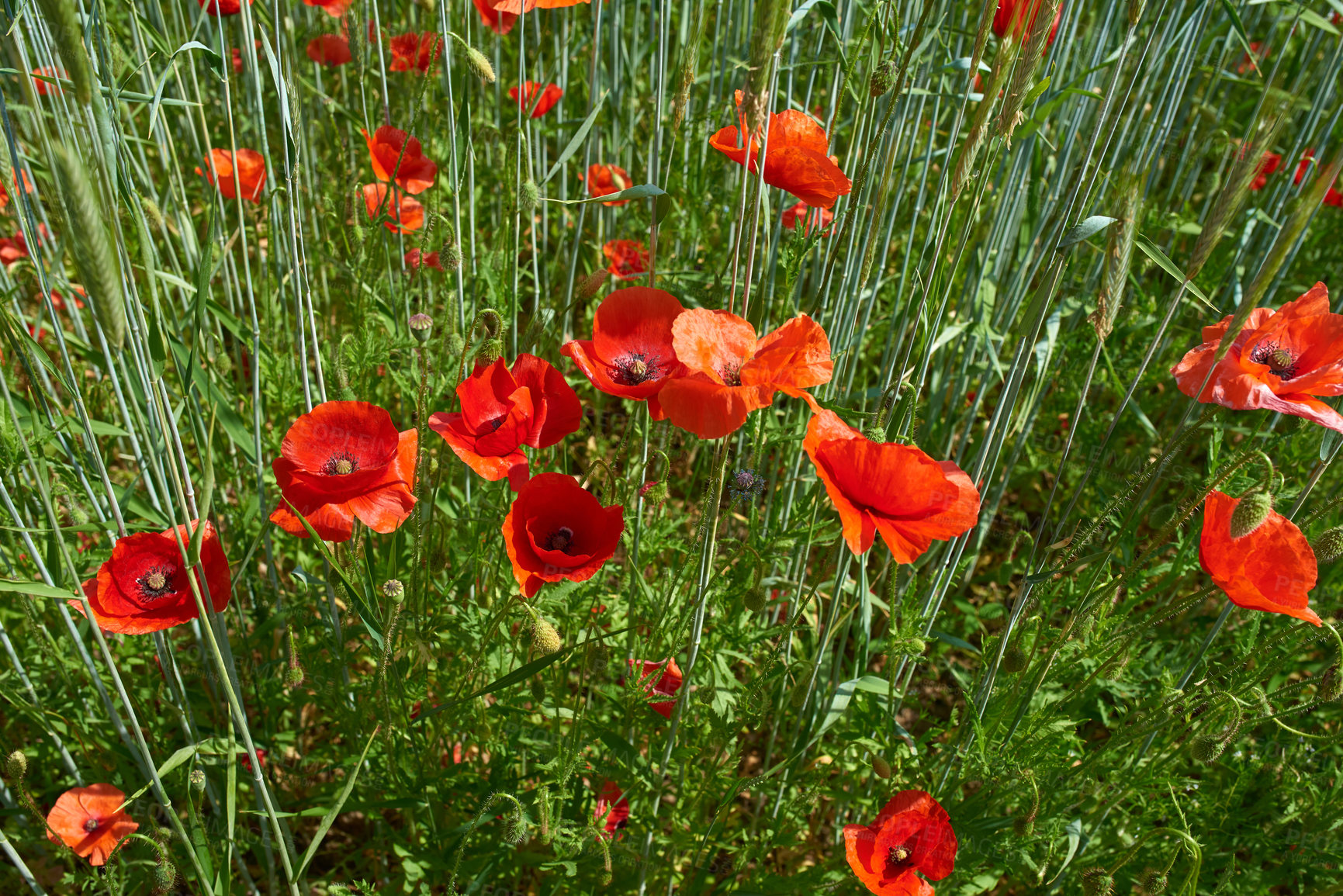 Buy stock photo Nature, grass and flowers in field outdoor for sustainable, eco friendly or colorful landscape. Spring, park and bunch of red poppy floral plants bloom in environment by countryside for botany.