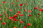 Wheat fields with poppies in early summer