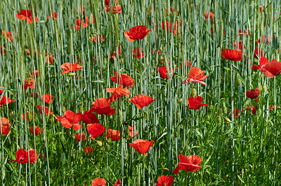 Buy stock photo A  photo of the countryside in early summer