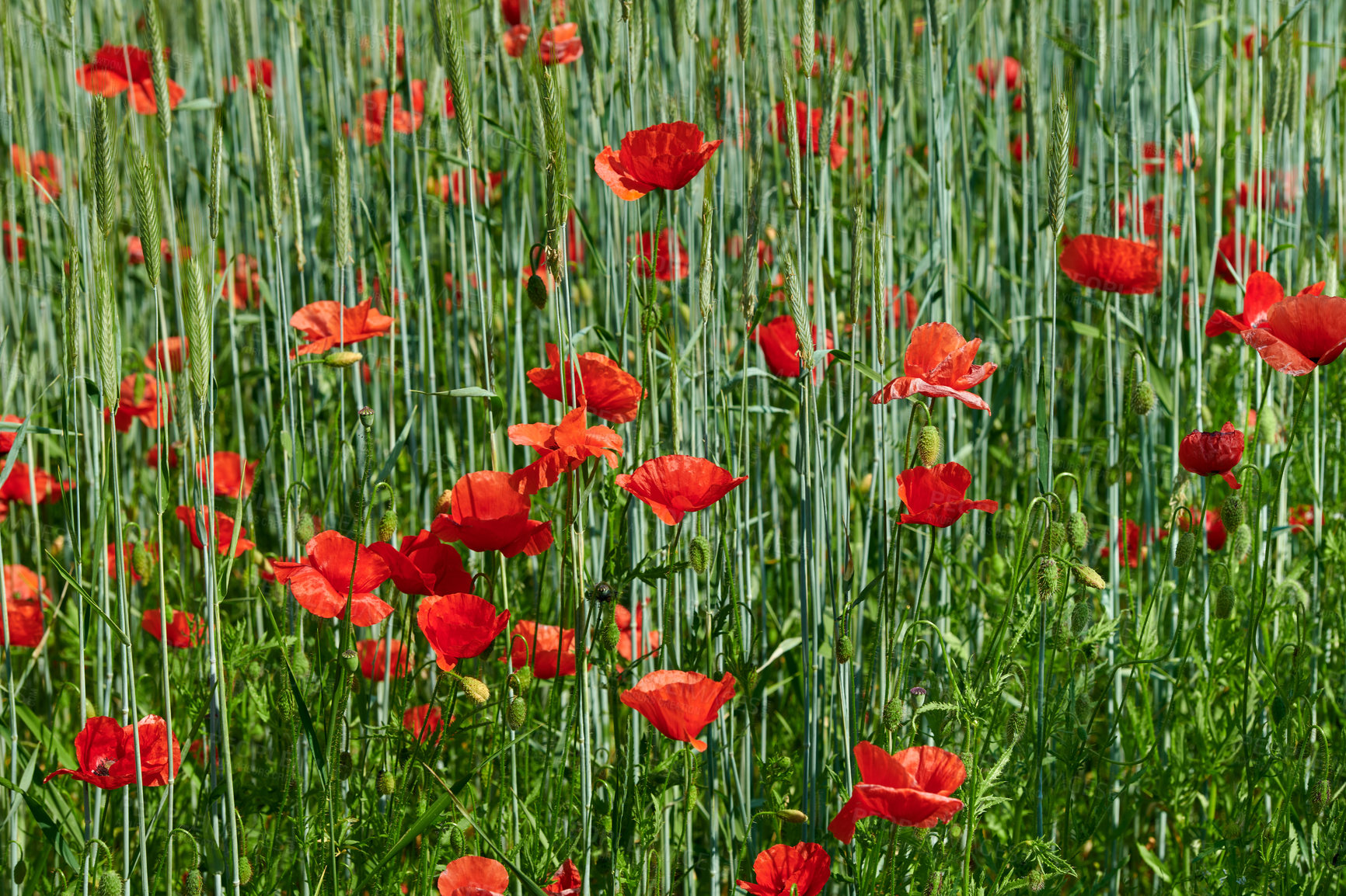 Buy stock photo A  photo of the countryside in early summer