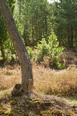 Buy stock photo Beautiful forest landscape with tall trees with bright and vibrant green leaves outdoors. Tree trunk in wild nature on a sunny summer day. Peaceful and scenic wilderness or woodlands in spring