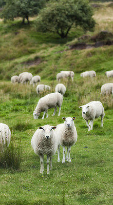 Buy stock photo A flock of sheep outdoors on a farm grazing bright green pasture, meadow, and grass. White animal on feeding in nature on farmland on a summer day. Livestock on a large piece of land