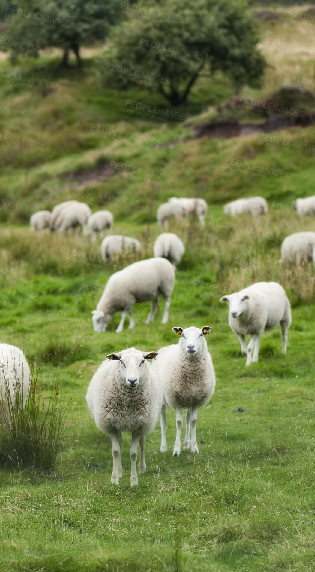 Buy stock photo A flock of sheep outdoors on a farm grazing bright green pasture, meadow, and grass. White animal on feeding in nature on farmland on a summer day. Livestock on a large piece of land