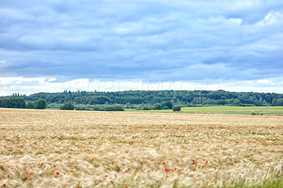 Buy stock photo A photo of a vibrant country field in harvest