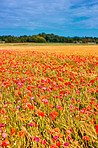 Wheat fields with poppies in early summer