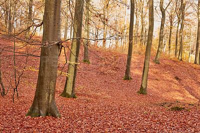 Buy stock photo Autumn - natural background