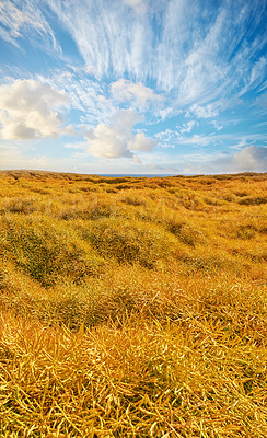 Buy stock photo Countryside, field and environment with farm and nature for blue sky, agriculture and grass. Clouds, growth and sustainability with farmland meadow for travel space, plants and valley background