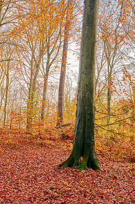 Buy stock photo Nature, leaves and trees in field in Autumn with sustainable, eco friendly and woods landscape. Park, outdoor and agriculture with branches for scenic view in countryside environment with forest.