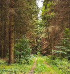 Autumn trees