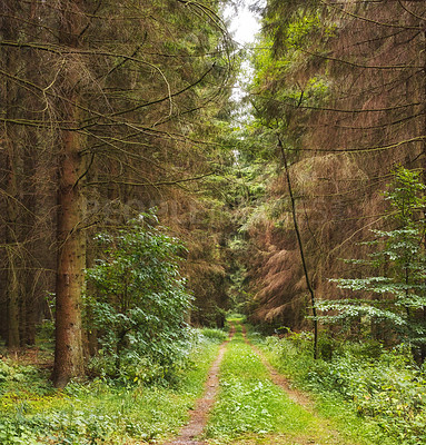 Buy stock photo Forest, landscape and trees with pathway, summer and growth for sustainability and green nature. Outdoor bush, woods and grass or plants for healthy environment, countryside and ecology with moss