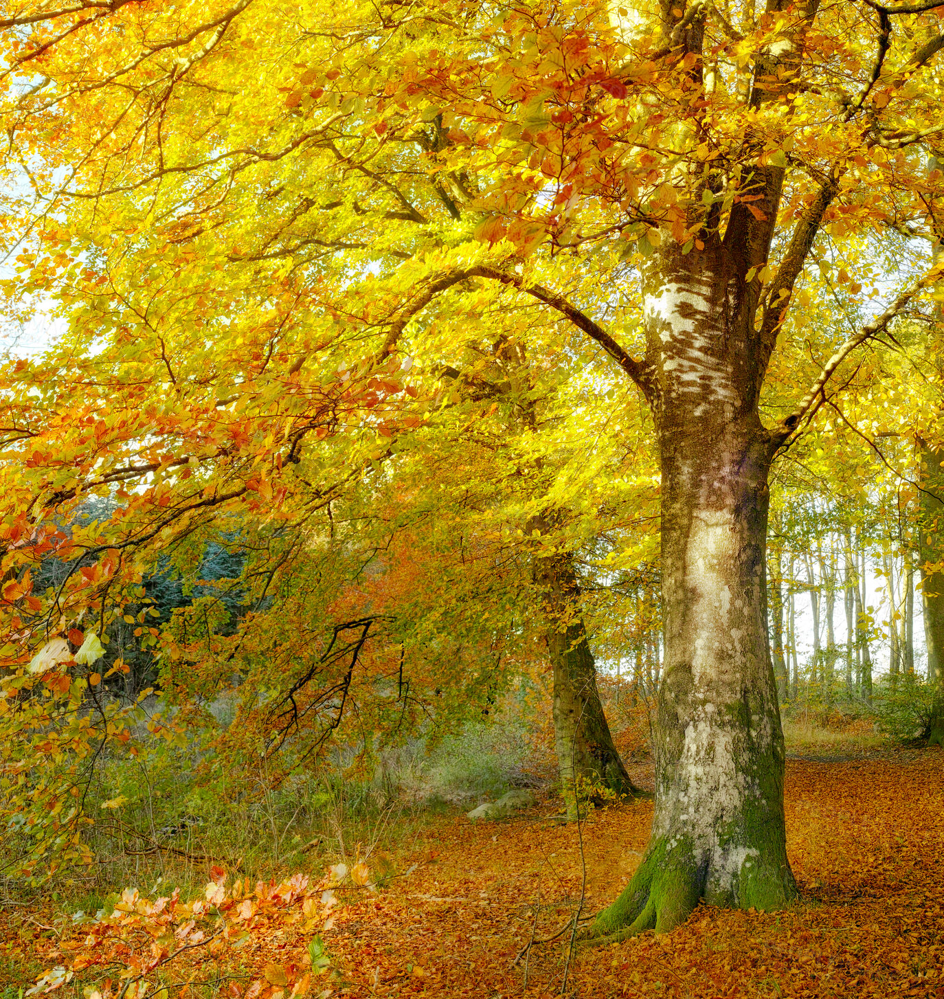 Buy stock photo An Autumn forest in bright sunlight. Tall trees with golden brown orange and yellow leaves in a park or bushy woodland with. Landscape of a serene and peaceful countryside scene during the day