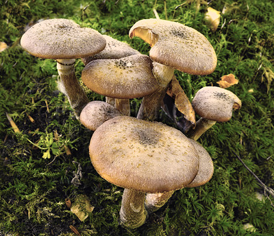 Buy stock photo A common species of mushrooms growing in green grass outdoors on a lawn in nature. A bunch or group of invasive fungi Armillaria Borealis in a forest or backyard in the environment