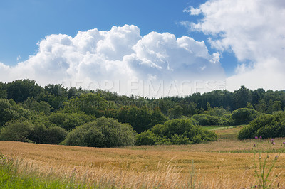 Buy stock photo A landscape of wheat fields blooming in a beautiful open spring farm countryside under clear sky copy space. Vibrant perennial plants thrive in nature. Natural and vast plant of lush green foliage