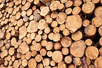 Woodpile - Lumber Industry