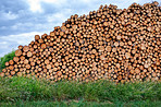 Woodpile - Lumber Industry