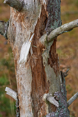 Buy stock photo Woodpiles in nature