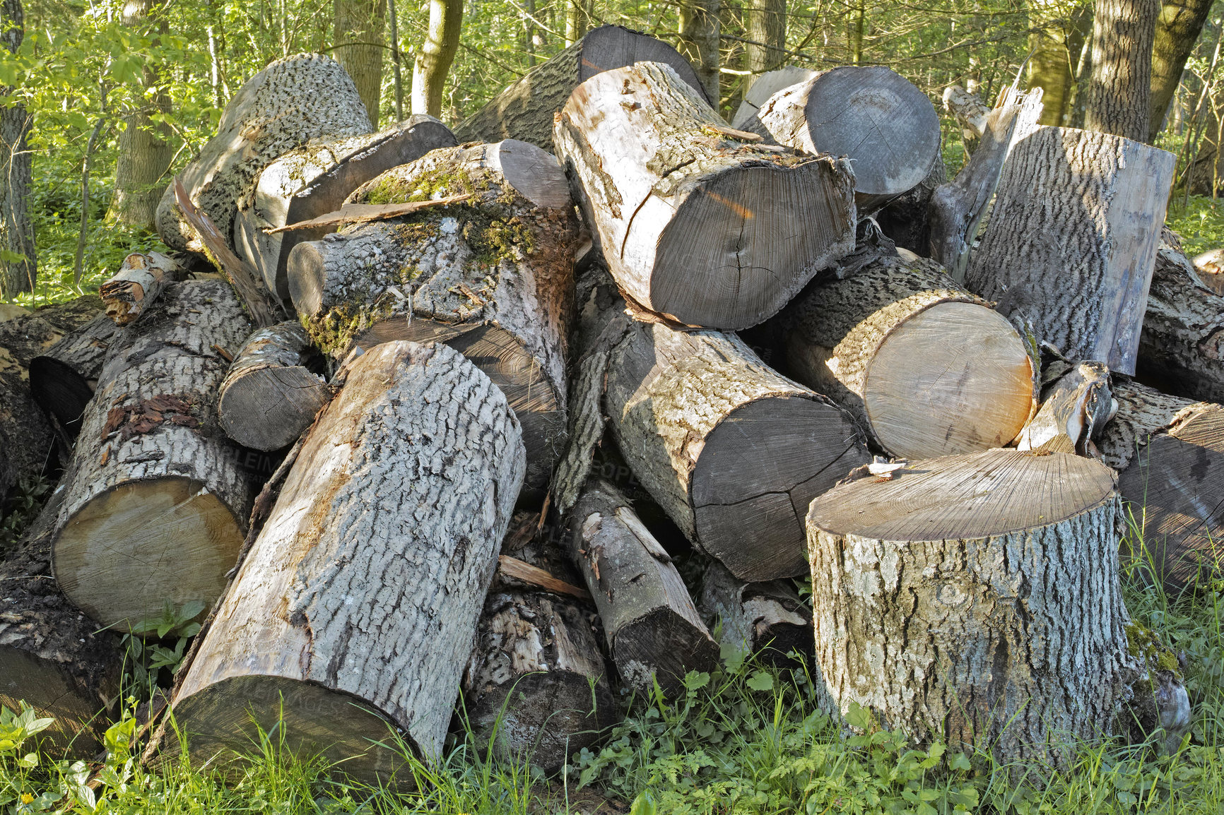 Buy stock photo Woodpiles in nature