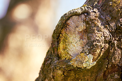 Buy stock photo Woodpiles in nature