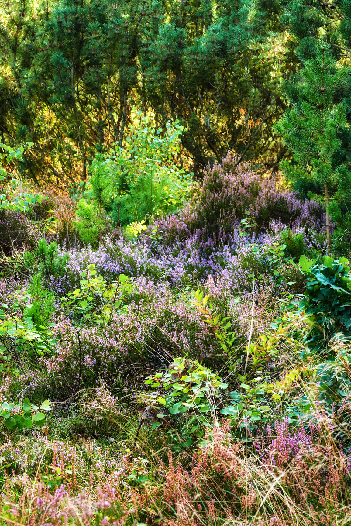 Buy stock photo Mix blooming heather in a pine forest outdoors, beauty in nature with organic colourful plants growing in harmony. Peaceful, zen woods with lush green shoots and sprouts, vibrant nature in quiet park