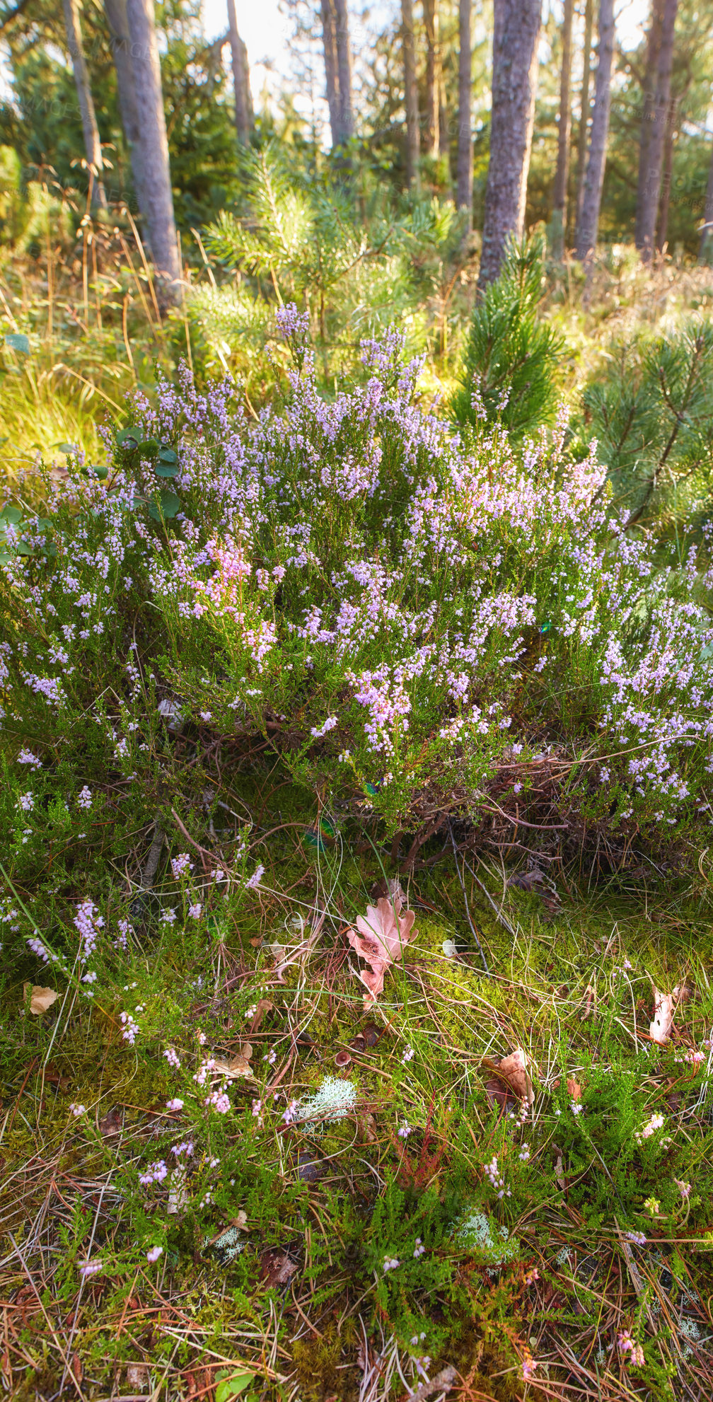 Buy stock photo Heather growing in a wild forest. Beautiful landscape of purple flowers flourishing in the grass under a tree in nature. Scenic view of lush green foliage vegetation in an uncultivated environment