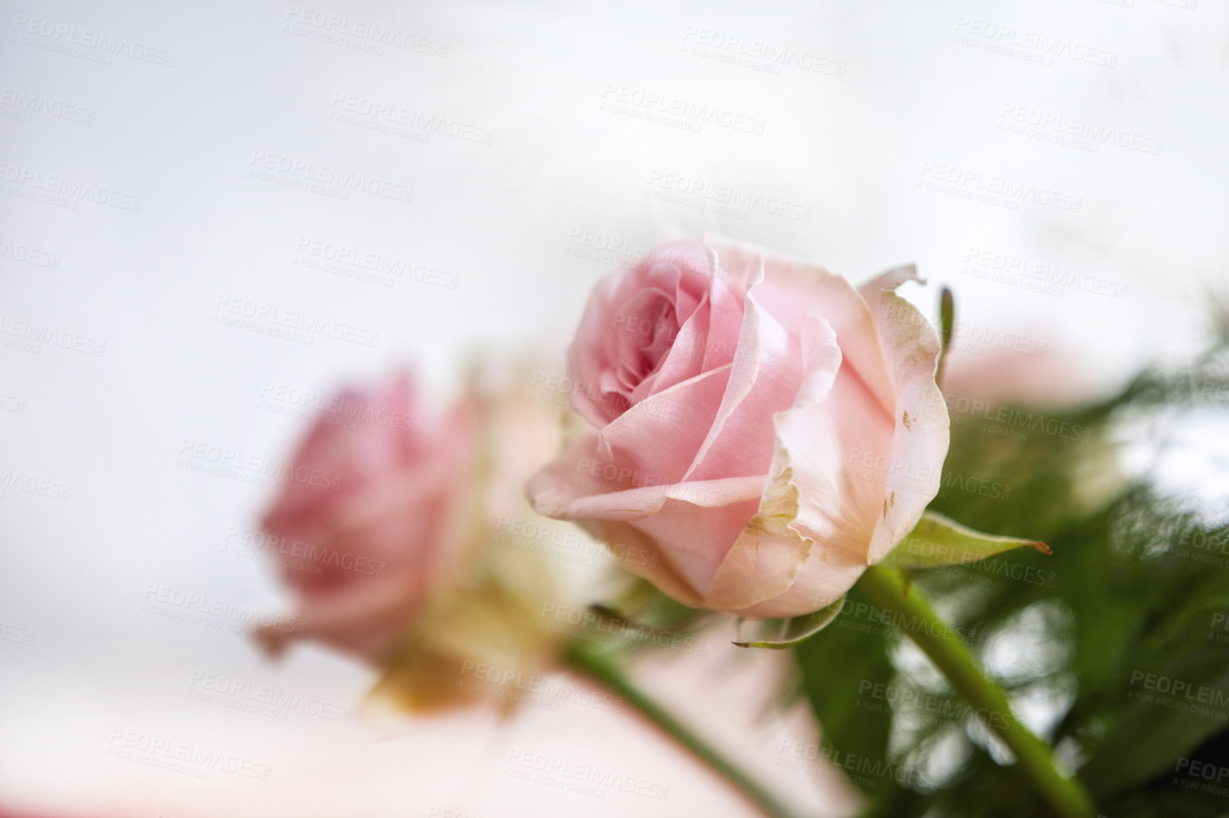 Buy stock photo Closeup of bouquet of pink rose, nature and flowers with botany, gift and celebration with romance or friendship. Plant, botanical and love with symbol of affection, natural and floral with blossom