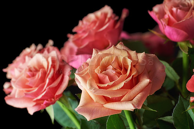 Buy stock photo A bouquet of red roses on against black background