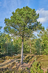 Forest and trees in very early spring - Denmark