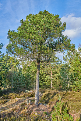 Buy stock photo A photo of forest beauty in early springtime