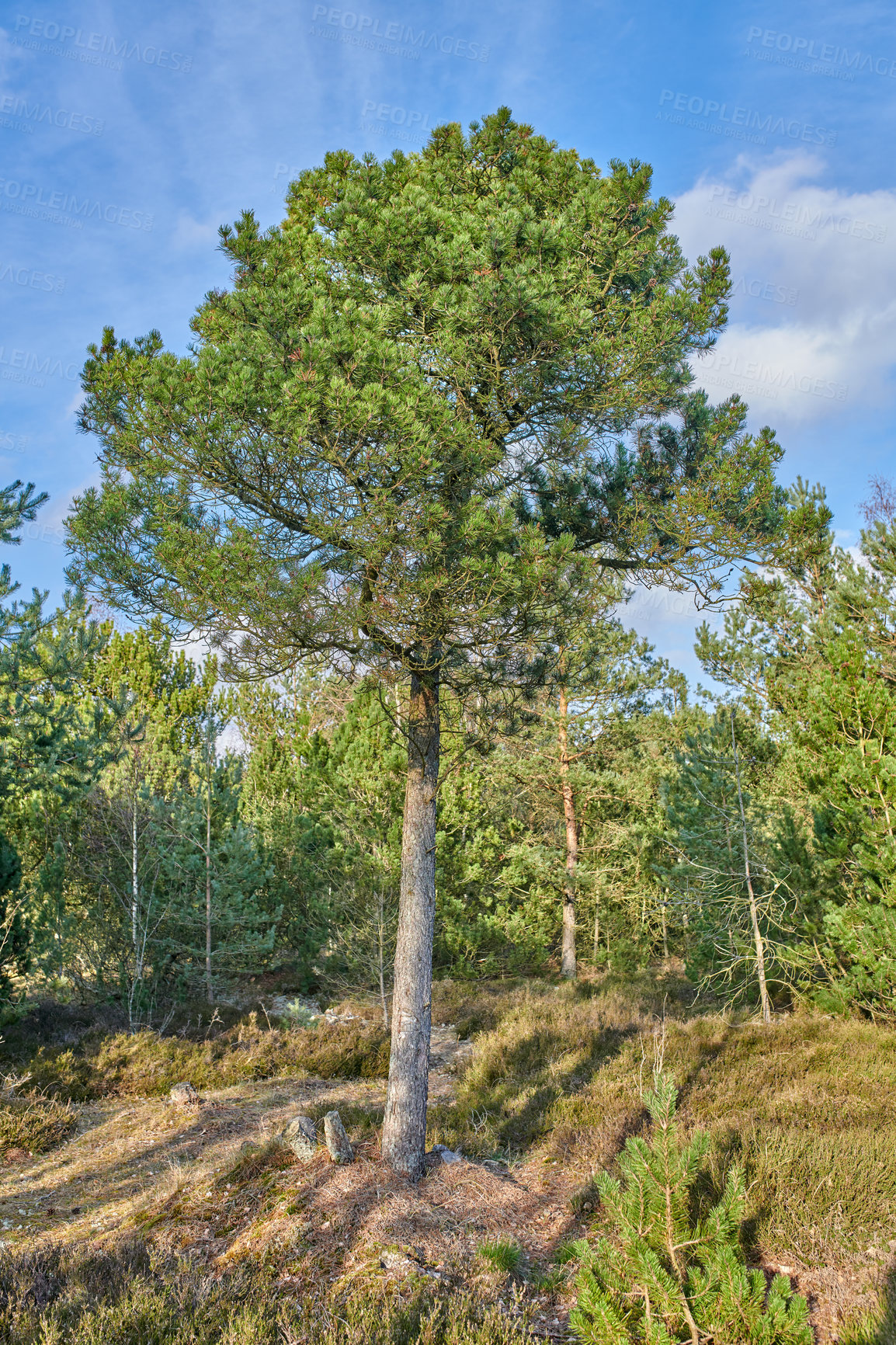 Buy stock photo A photo of forest beauty in early springtime