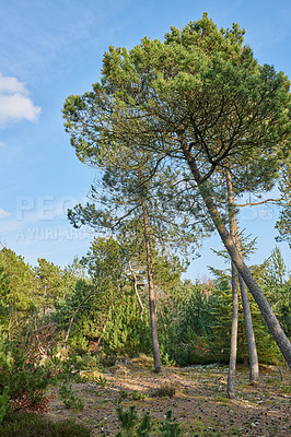 Buy stock photo A photo of forest beauty in early springtime