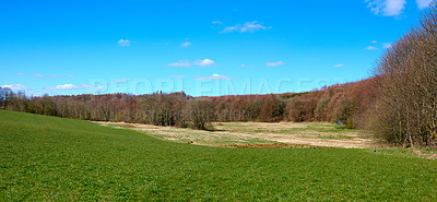 Buy stock photo Scenic landscape of trees growing in a remote uncultivated forest in Norway with copy space. Overgrown and lush green woods in a quiet and tranquil environment. Discovering peace in mother nature