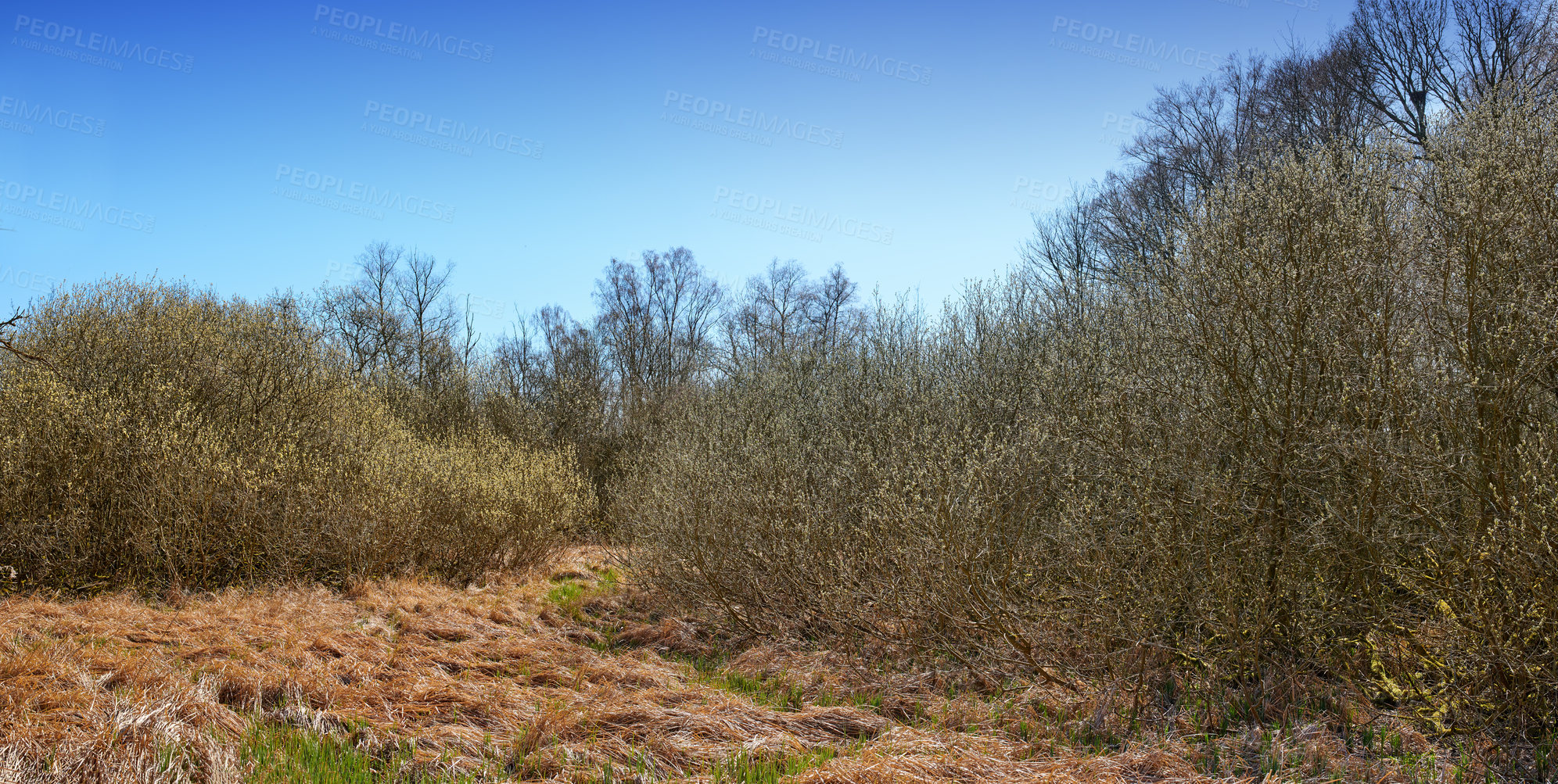 Buy stock photo Landscape view of forest trees growing in a quiet meadow or remote countryside in Sweden. Green coniferous woods in rural area, environmental nature conservation or field with blue sky and copy space