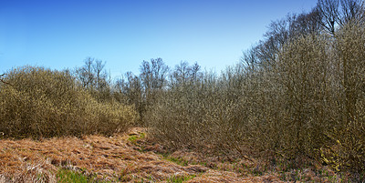 Buy stock photo Landscape view of forest trees growing in a quiet meadow or remote countryside in Sweden. Green coniferous woods in rural area, environmental nature conservation or field with blue sky and copy space