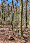 Forest and trees in very early spring - Denmark