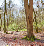 Forest and trees in very early spring - Denmark