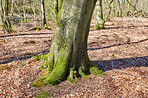 Forest and trees in very early spring - Denmark