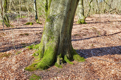 Buy stock photo Closeup of wild moss covered tree trunk in a forest on a sunny day. Tree stump growing in peaceful woodland, zen and silent environment. Details, patterns and textures of bark  in a green jungle 