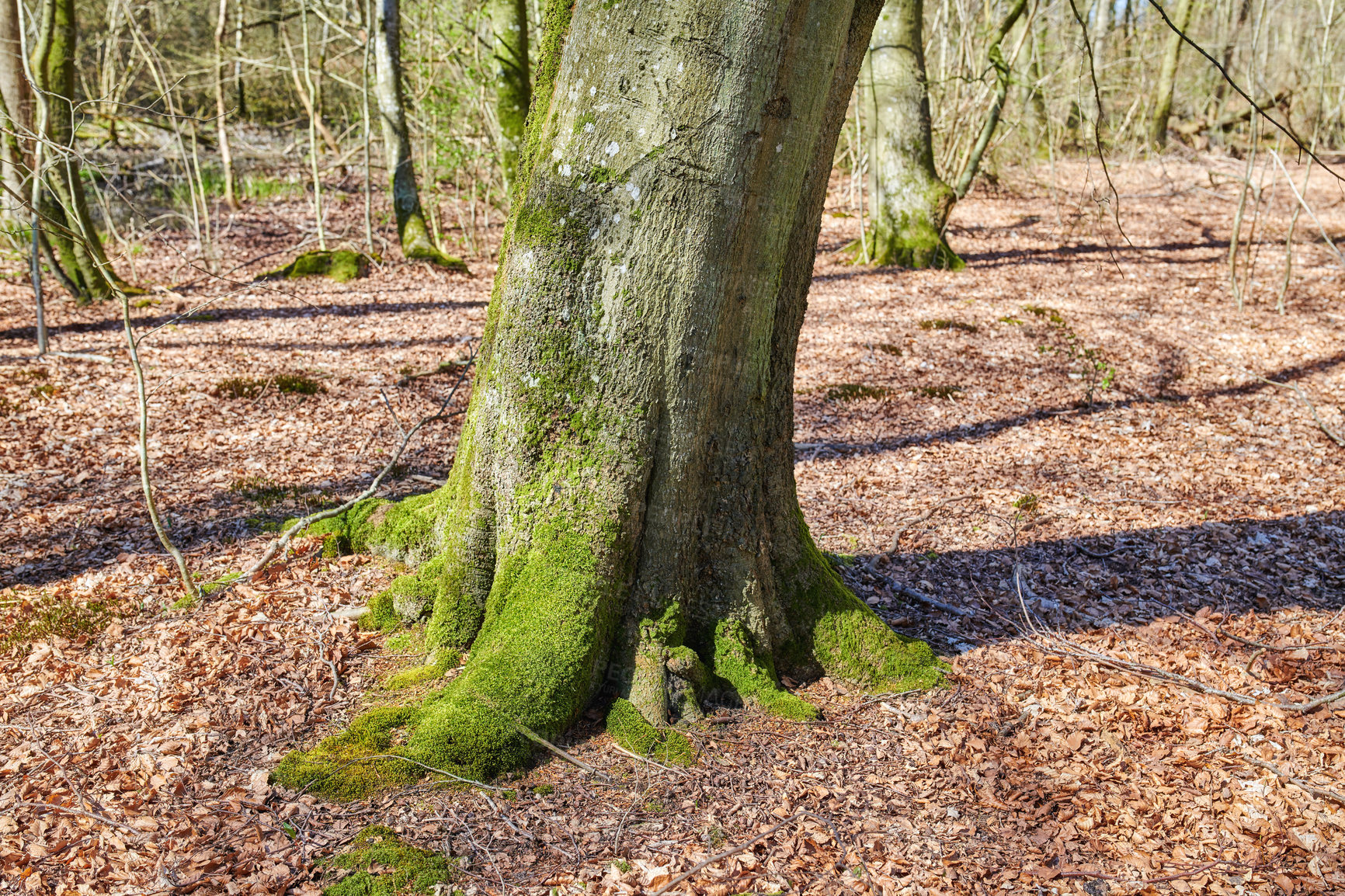 Buy stock photo Closeup of wild moss covered tree trunk in a forest on a sunny day. Tree stump growing in peaceful woodland, zen and silent environment. Details, patterns and textures of bark  in a green jungle 